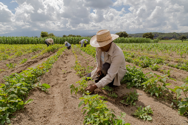 Portrait,Of,A,Mexican,Farmer,Cultivating,Amaranth